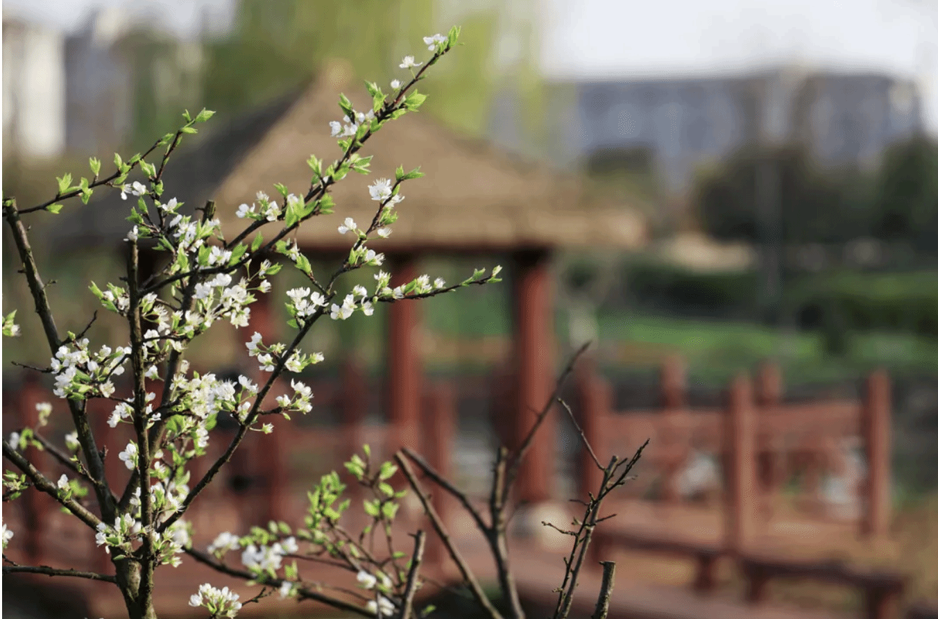 春分｜春意无限浓！