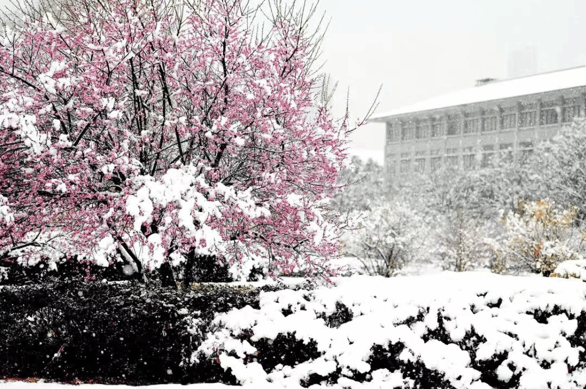 瑞雪丰年｜看！虎年的第一场雪
