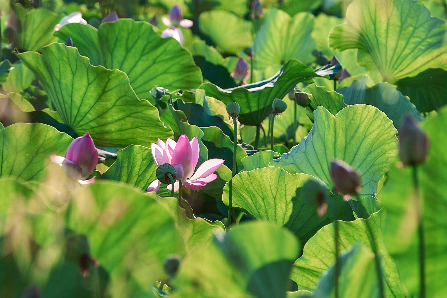 一池荷花，惊艳了盛夏的校园